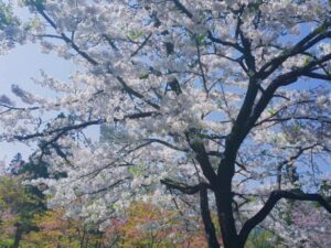 春天來了，櫻花開了，阿里山的浪漫季節正式登場！準備好迎接一場粉紅炸彈的視覺盛宴吧！無論你是賞花老手還是初次踏入櫻花世界的小白，這篇攻略都能讓你玩得盡興、拍得漂亮，還能擁有一整袋浪漫回憶。