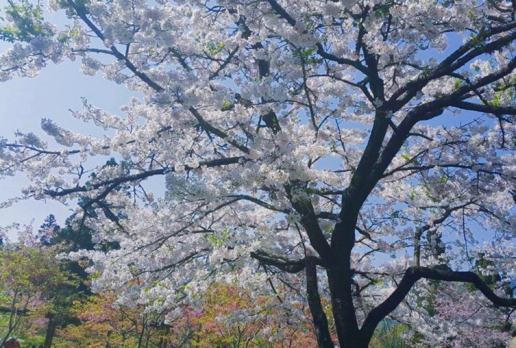 春天來了，櫻花開了，阿里山的浪漫季節正式登場！準備好迎接一場粉紅炸彈的視覺盛宴吧！無論你是賞花老手還是初次踏入櫻花世界的小白，這篇攻略都能讓你玩得盡興、拍得漂亮，還能擁有一整袋浪漫回憶。