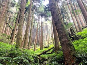 嘉義-特富野-嘉義｜一日遊
