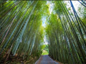 嘉義-瑞里-嘉義｜一日遊