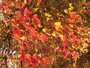 秋冬之際，阿里山的楓葉悄悄染紅，彷彿大自然打翻了調色盤，讓每一片葉子都成了藝術品。