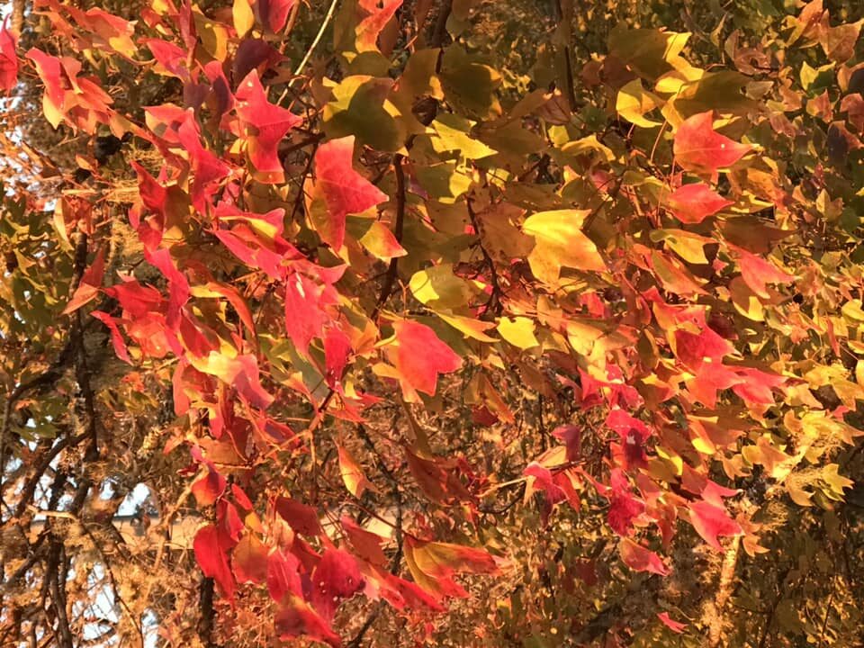 秋冬之際，阿里山的楓葉悄悄染紅，彷彿大自然打翻了調色盤，讓每一片葉子都成了藝術品。