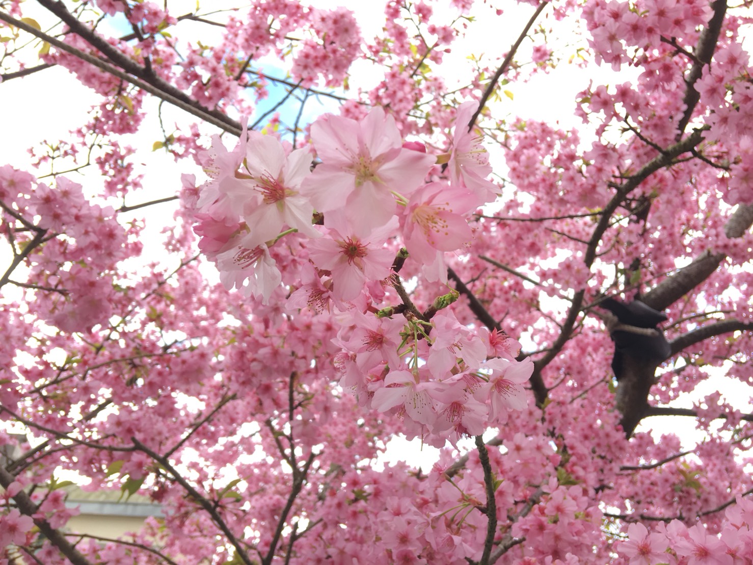 阿里山森林遊樂區就是你的夢幻花園！今天就讓我帶你解鎖阿里山四季賞花的祕密，保證你不再錯過任何一朵美麗的花！