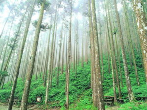 今天就來揭開阿里山的「票價秘密」，帶你省錢又省心，玩得更盡興！
