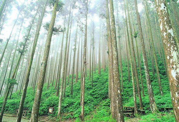 今天就來揭開阿里山的「票價秘密」，帶你省錢又省心，玩得更盡興！