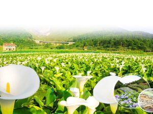 台北-陽明山-台北｜一日遊