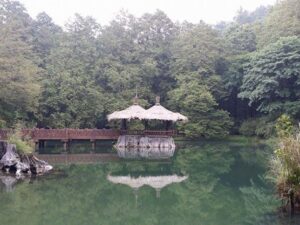 【阿里山漫步之旅】嘉義阿里山一日｜ 加贈阿里山電動遊園車｜嘉義出發