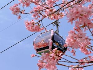 【山湖交響悠活之旅】阿里山日月潭三日｜ 阿里山&日月潭&九族文化村+祝山火車+遊湖+纜車｜嘉義出發
