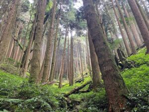 【特富野森林鐵軌步道】阿里山二日｜ 阿里山&祝山線小火車&特富野古道｜嘉義出發