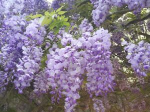 阿里山-瑞里-嘉義｜一日遊