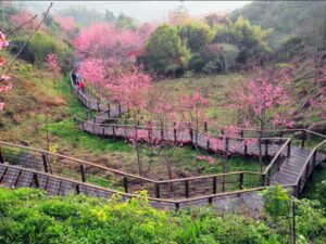 阿里山-嘉義｜一日遊