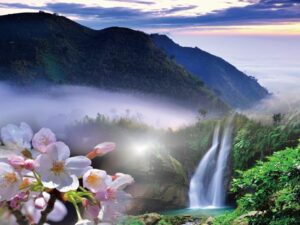 阿里山出發接駁