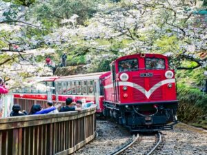 【阿里山舒心之旅】嘉義阿里山一日｜ 林鐵火車&十字路車站&阿里山｜嘉義出發